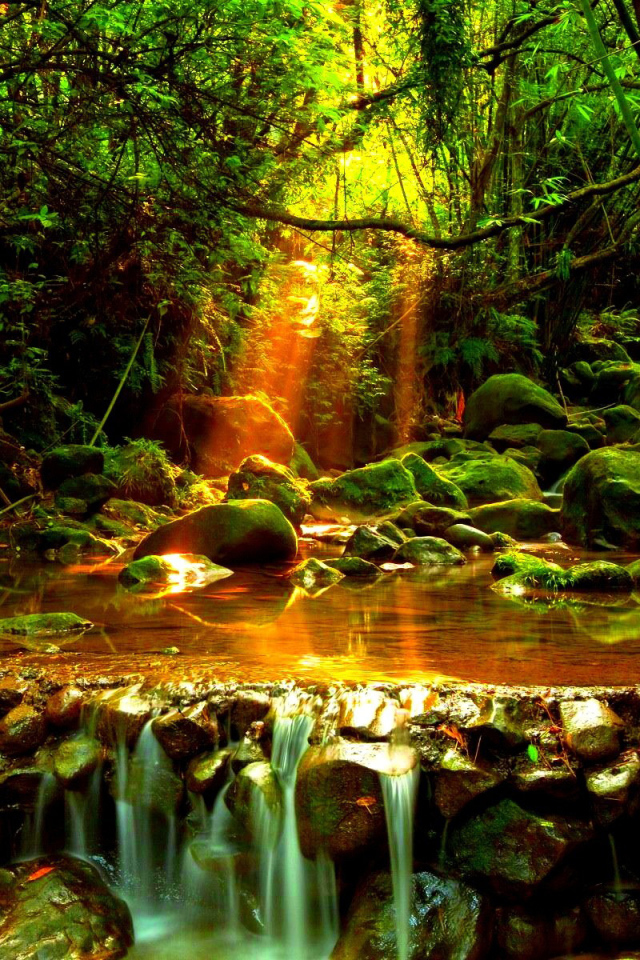 Лесной ручей