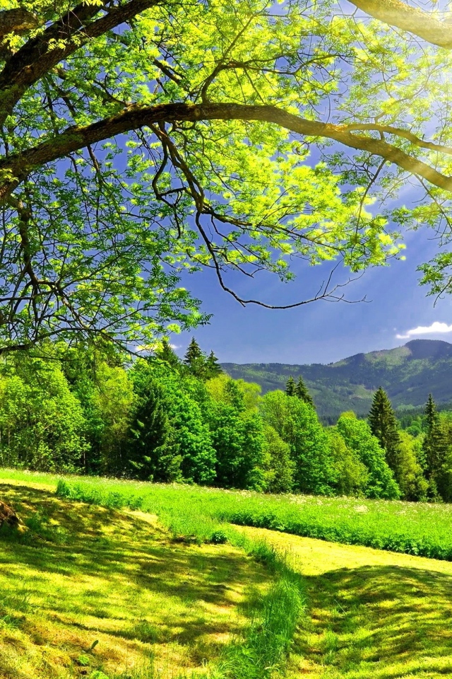 Солнце светит