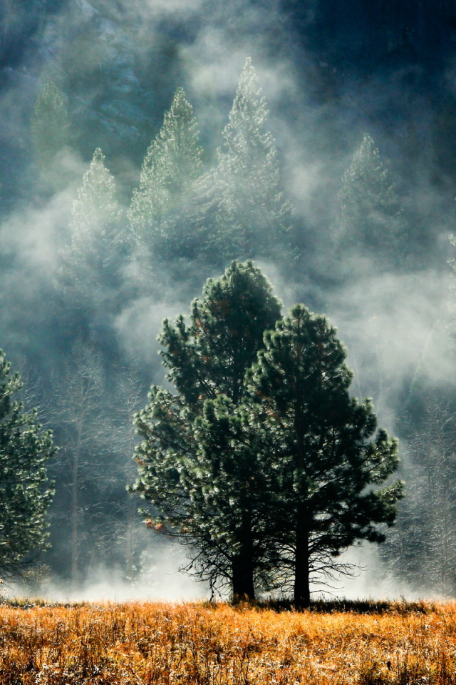 Лес в тумане