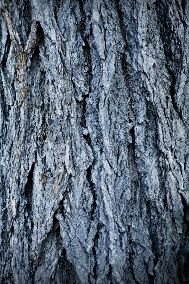 Ствол дерева