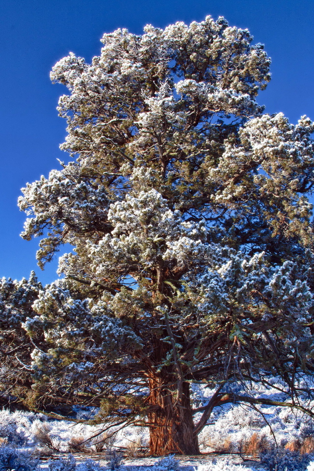 Кедр