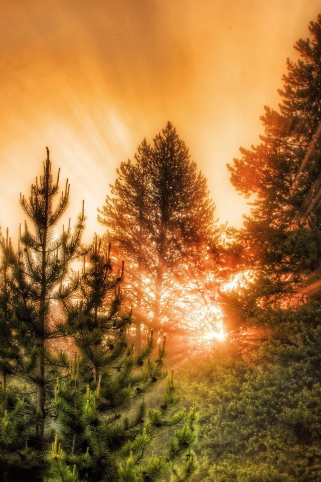 Хвойный лес