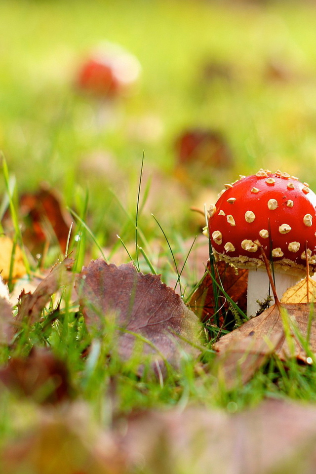 Мухомор на поляне