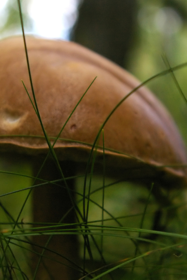 гриб Подберезовик