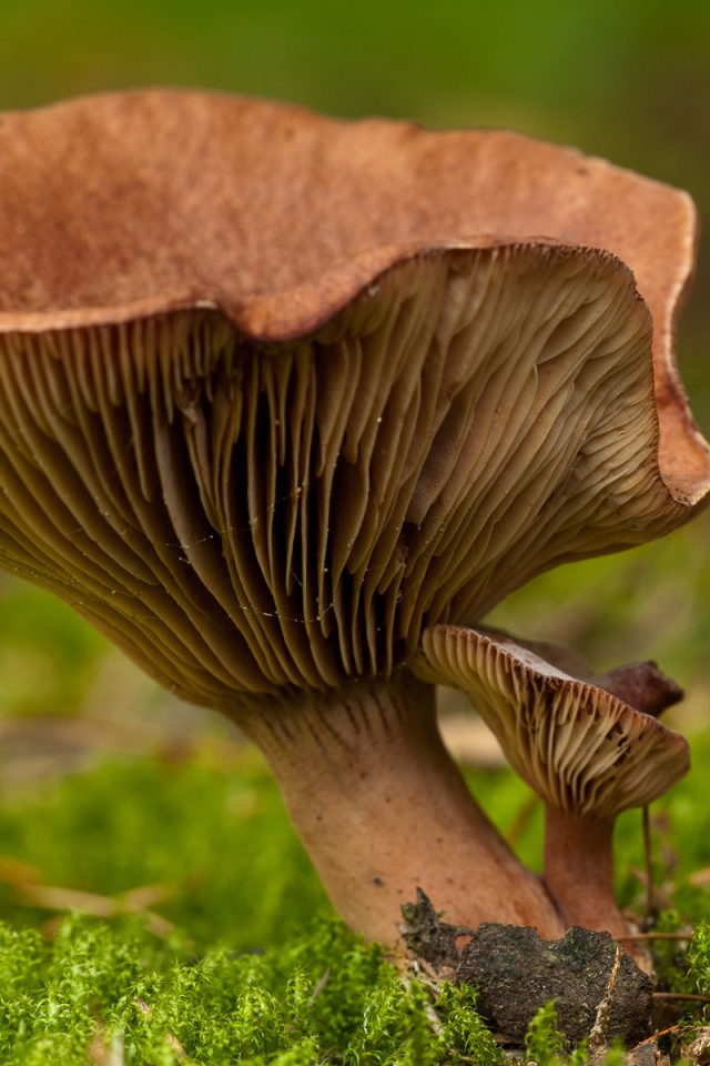 Гриб среди мха