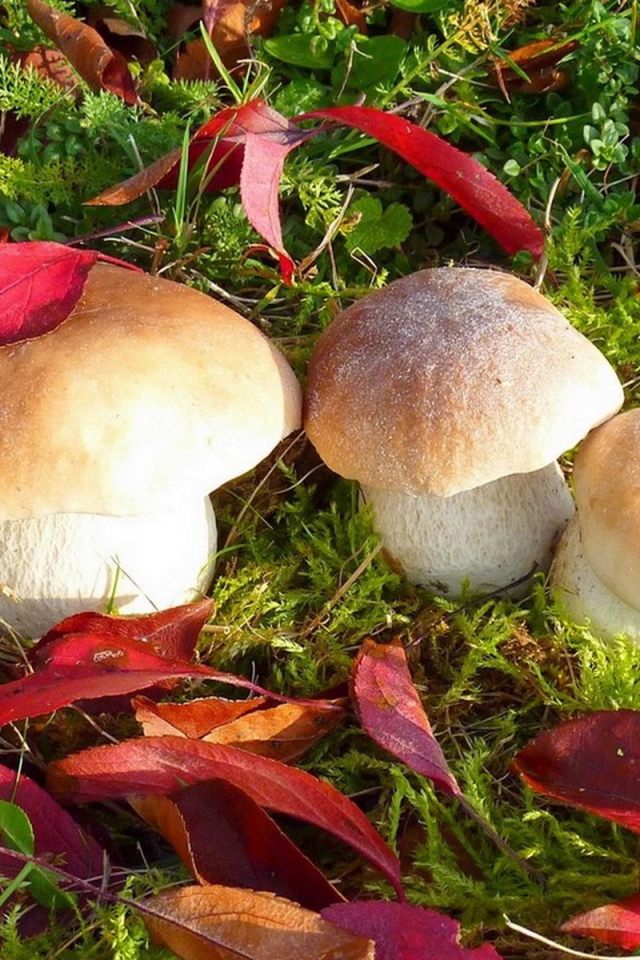 Грибы белые