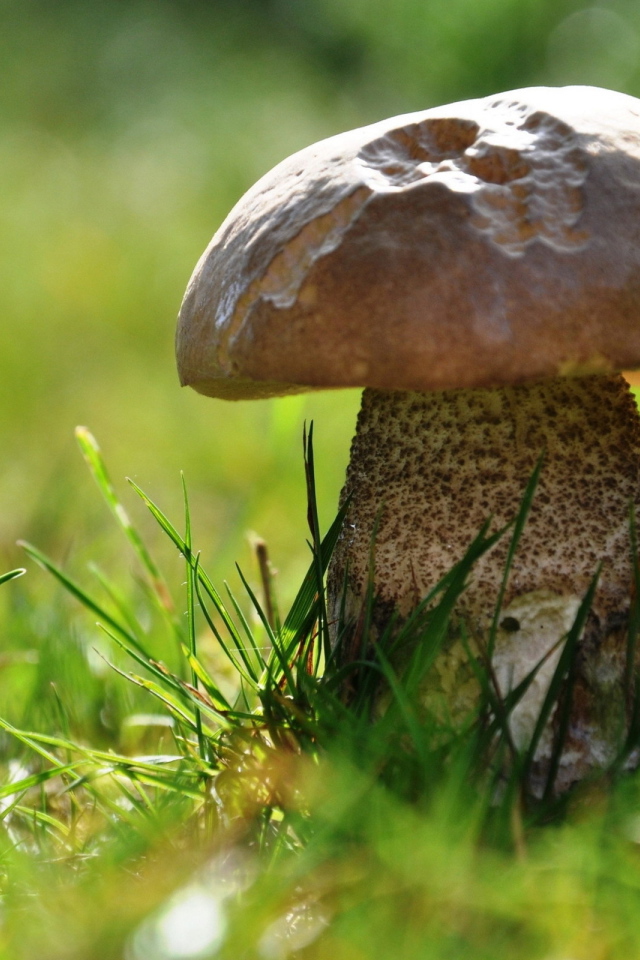 Два подберезовика