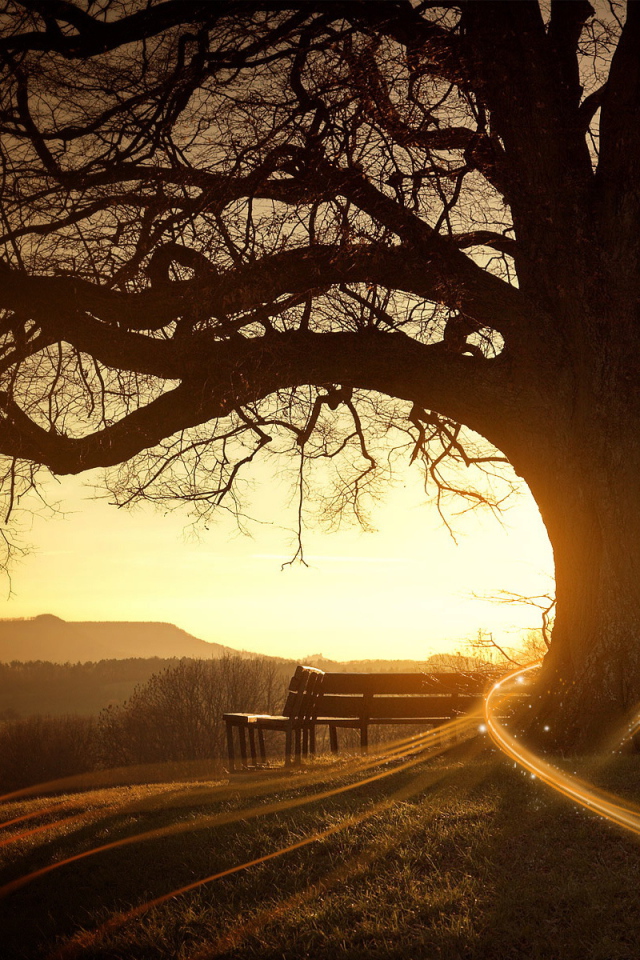 Скамейка возле дерева