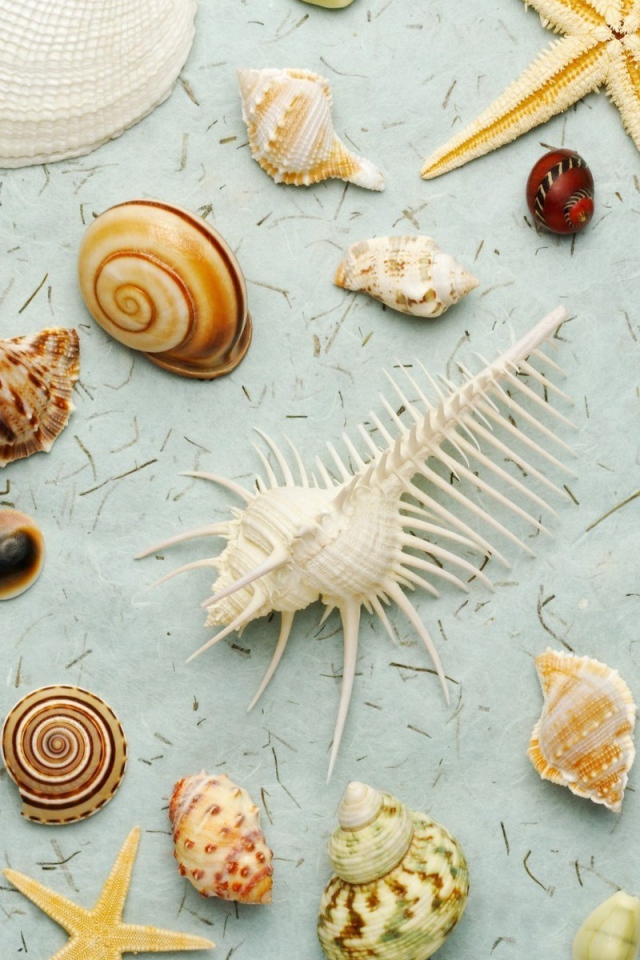 Много ракушек