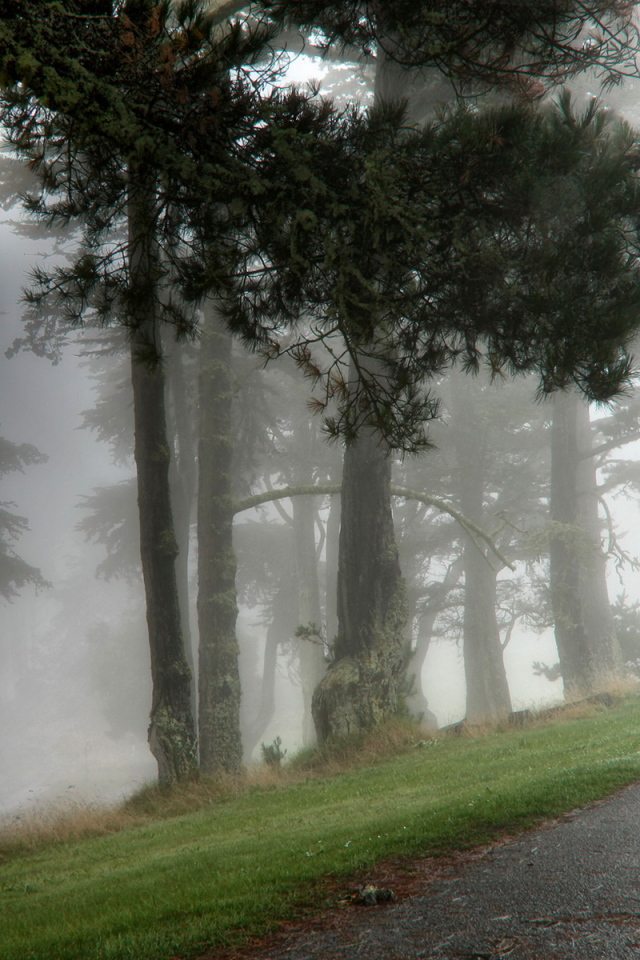 Парк в тумане