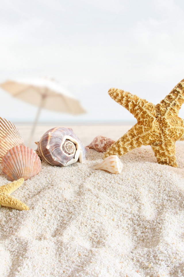 Морские раковины