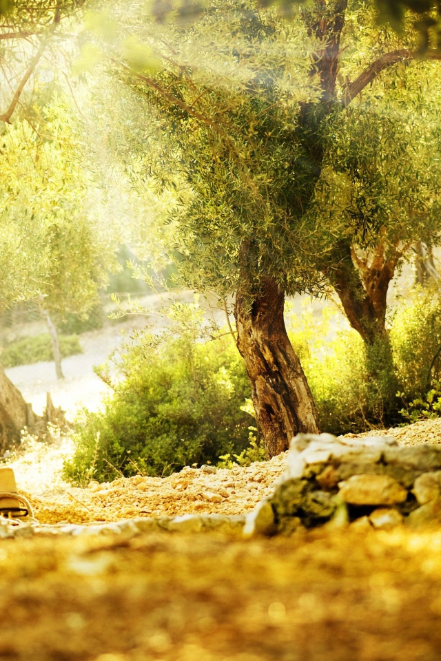 Летний парк