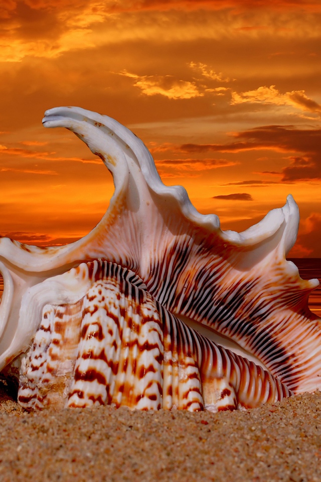 Раковина на закате