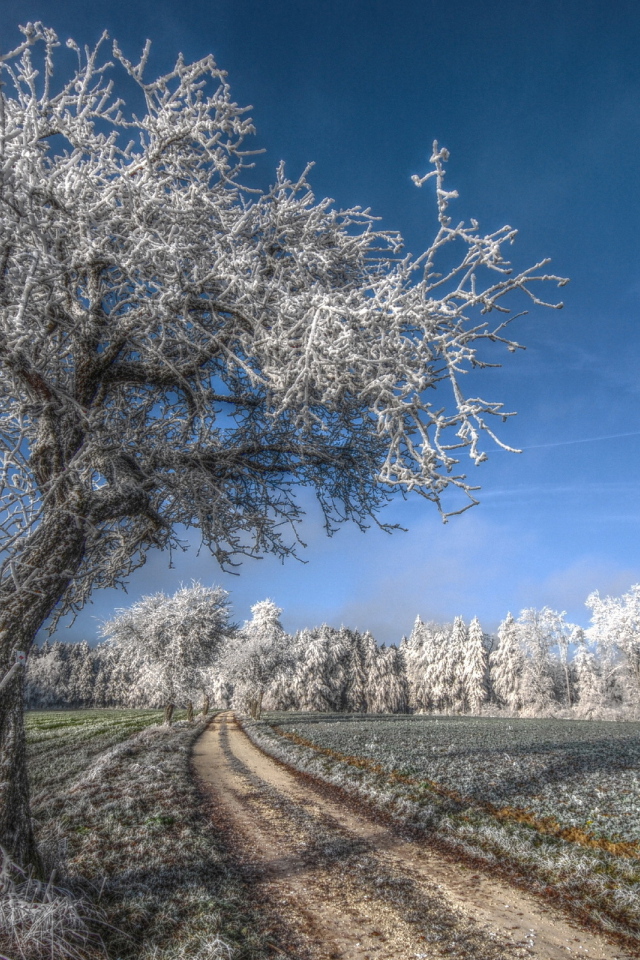 Деревья под инеем