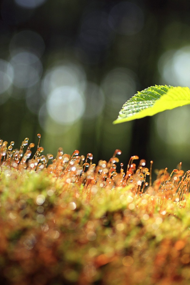 Утренний мох