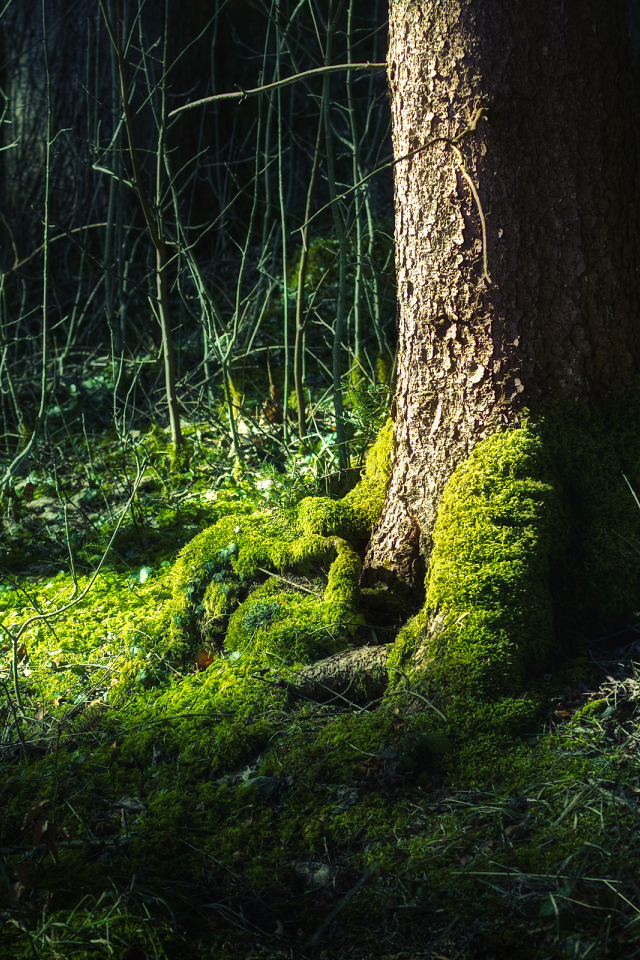 Мох на дереве