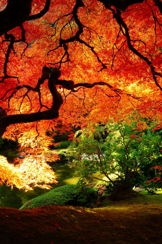 Осенний клен