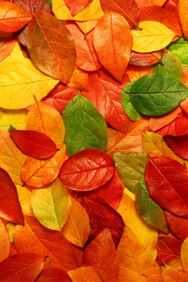 Осенний ковер