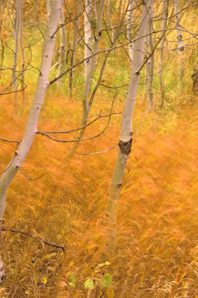 Осенняя трава в лесу