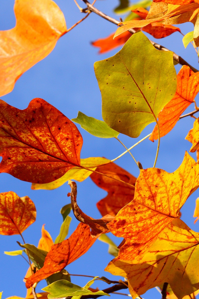 Разноцветные осенние листья