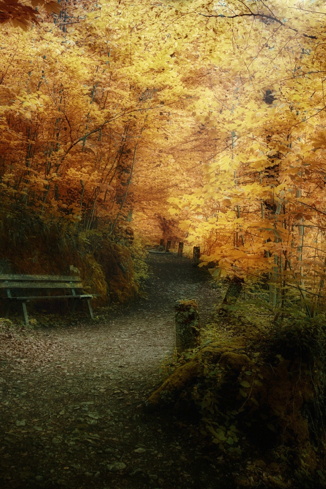 Pathway in autumn forest