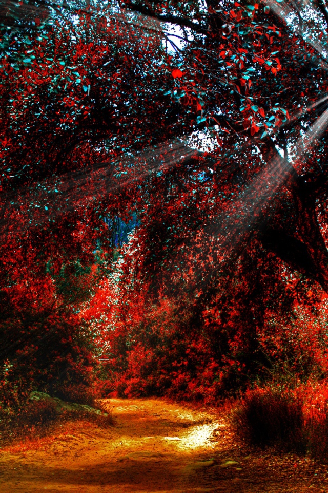 Солнечные лучи