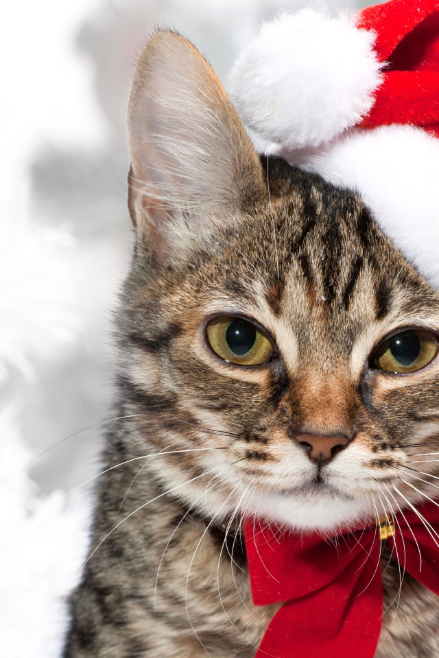 Новогодняя кошка