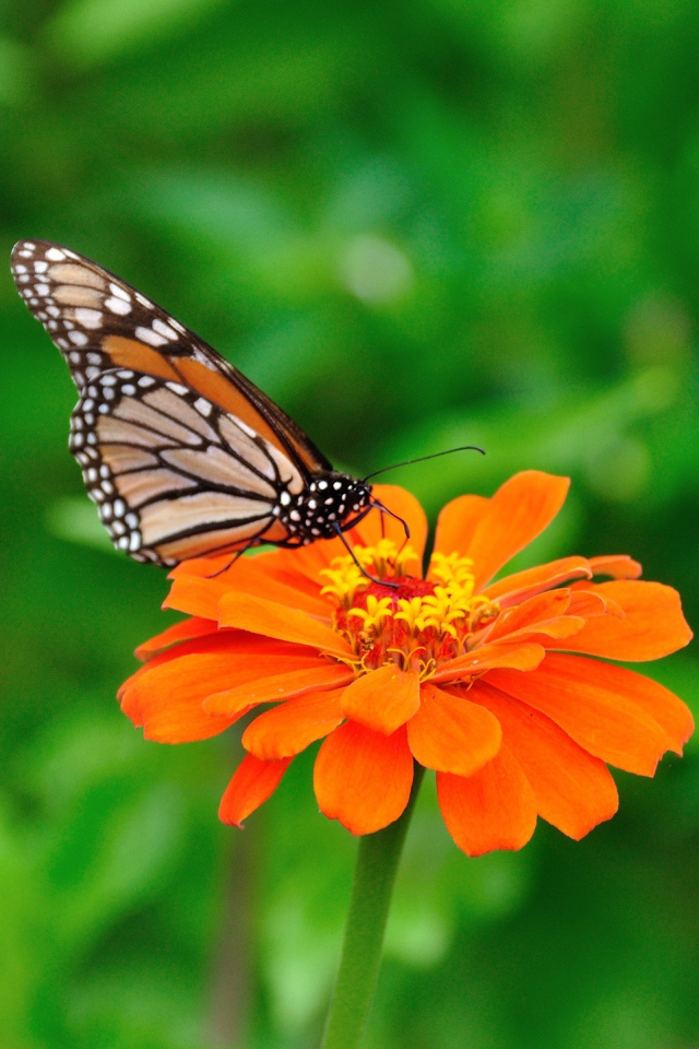 Игра Крикет