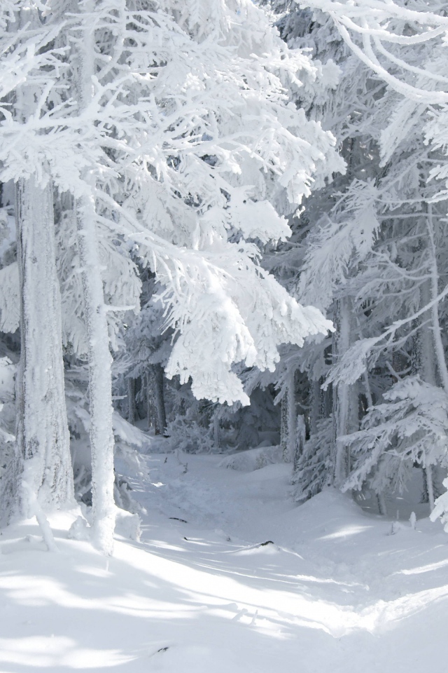 Snow-white wood