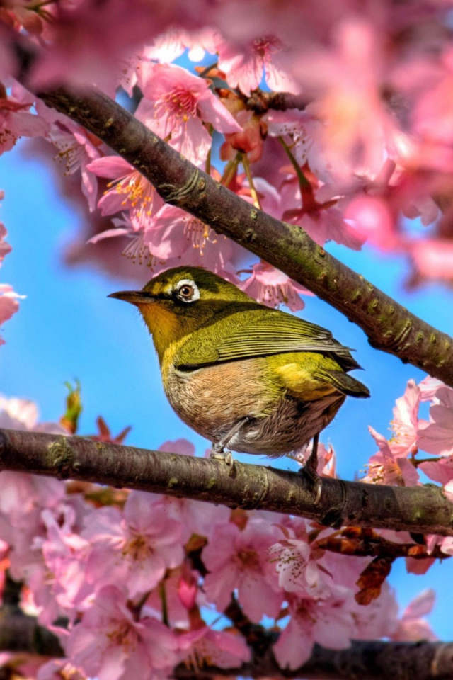 Птичка в сакуре