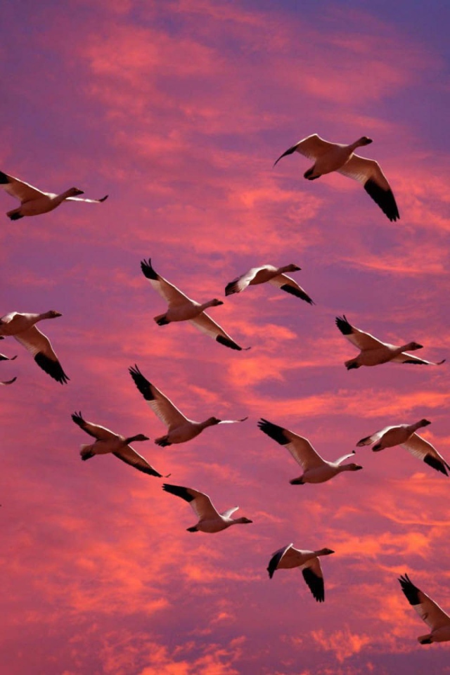 Птицы летят в теплые края