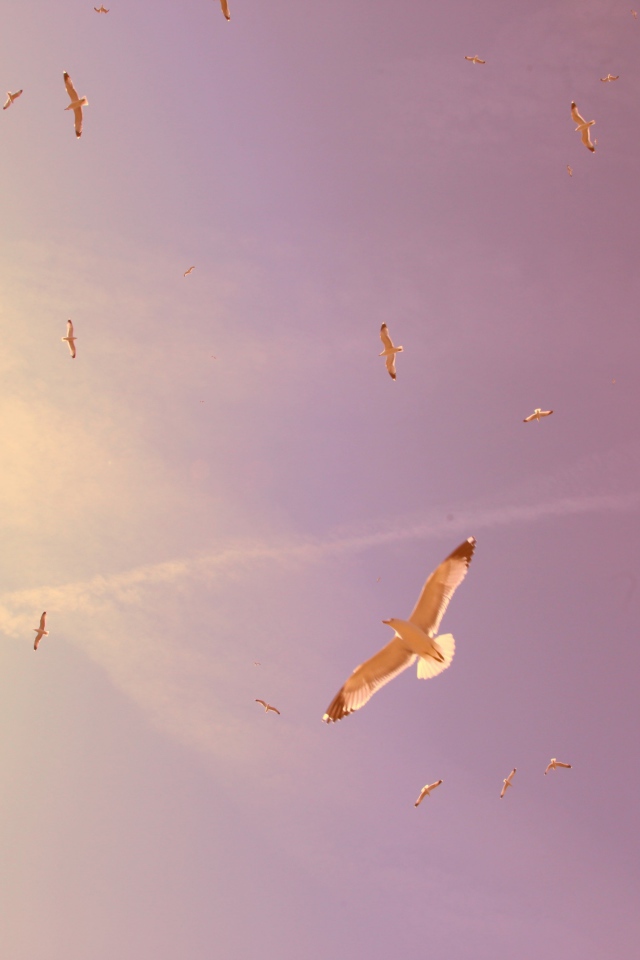 Птицы в полете