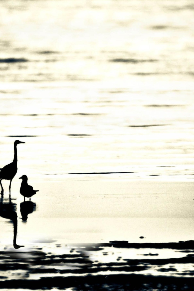 Птицы на пляже