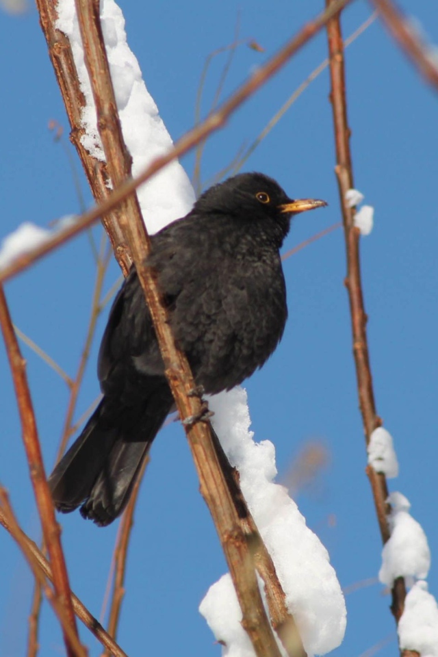 Черная птичка