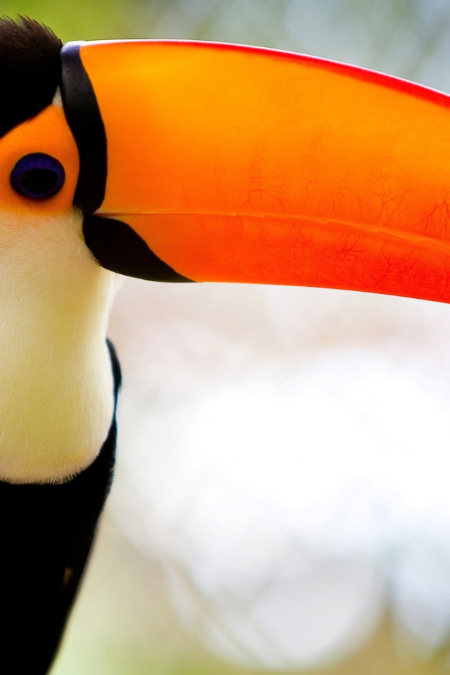 Карибский тукан