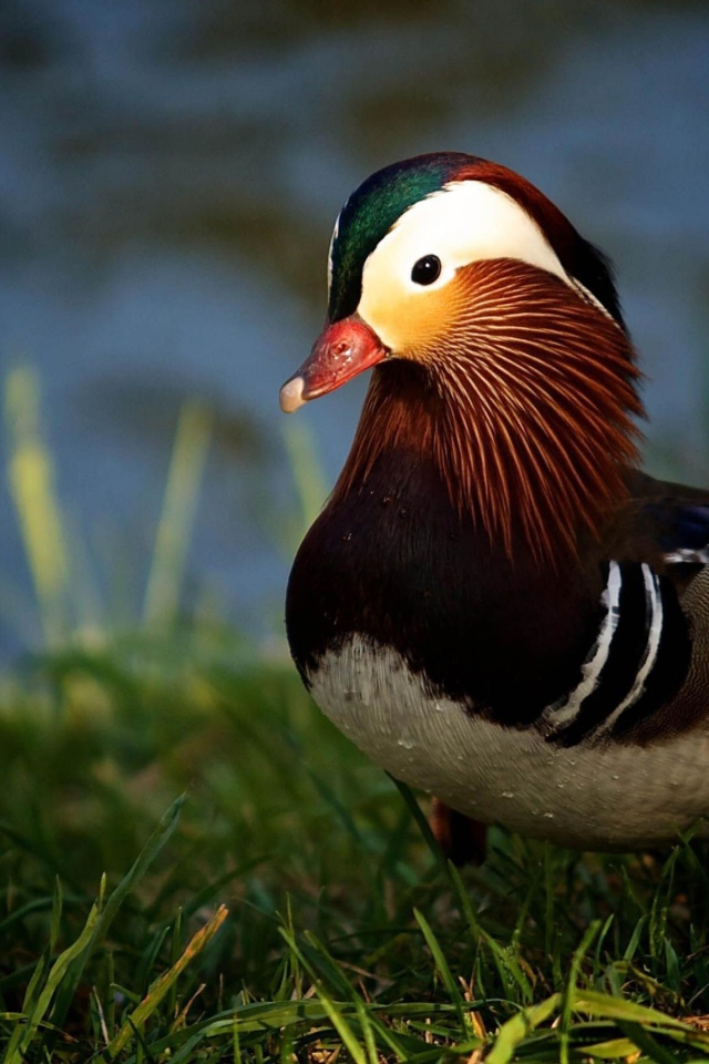 Утка в траве у озера