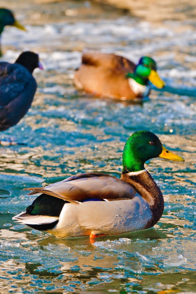 Утки в ледяной воде