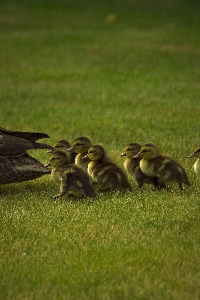 Мама утка и утята