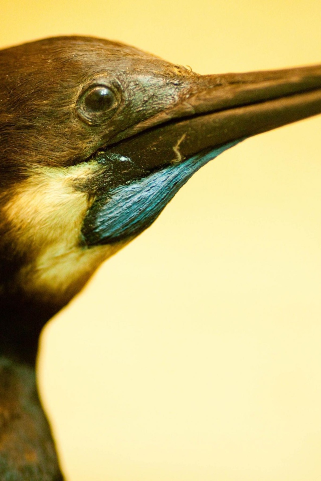 Смешная птица