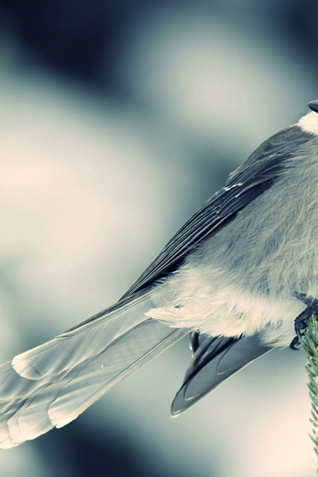 Маленькая белая птица