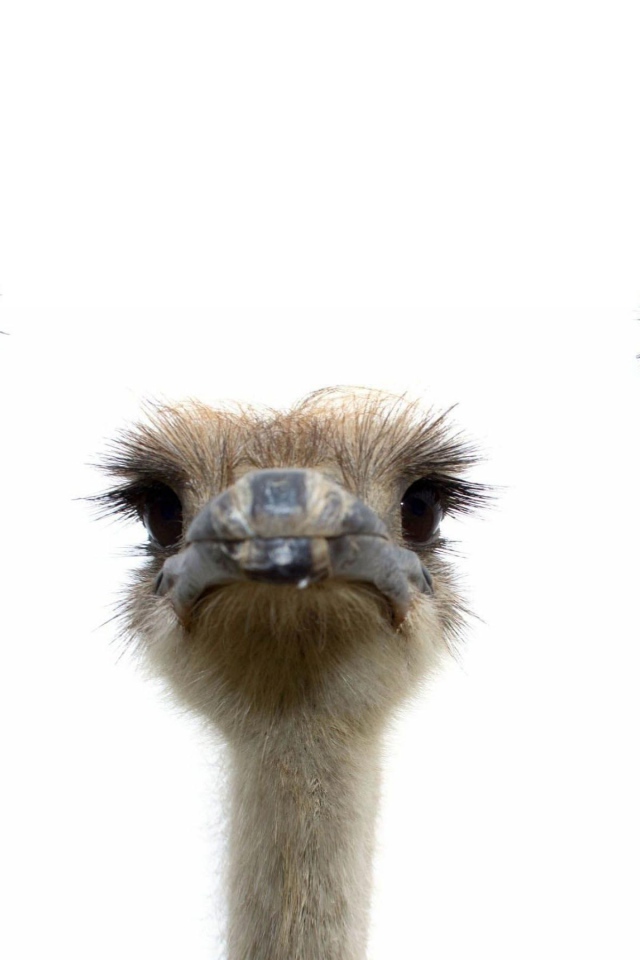 Три страуса