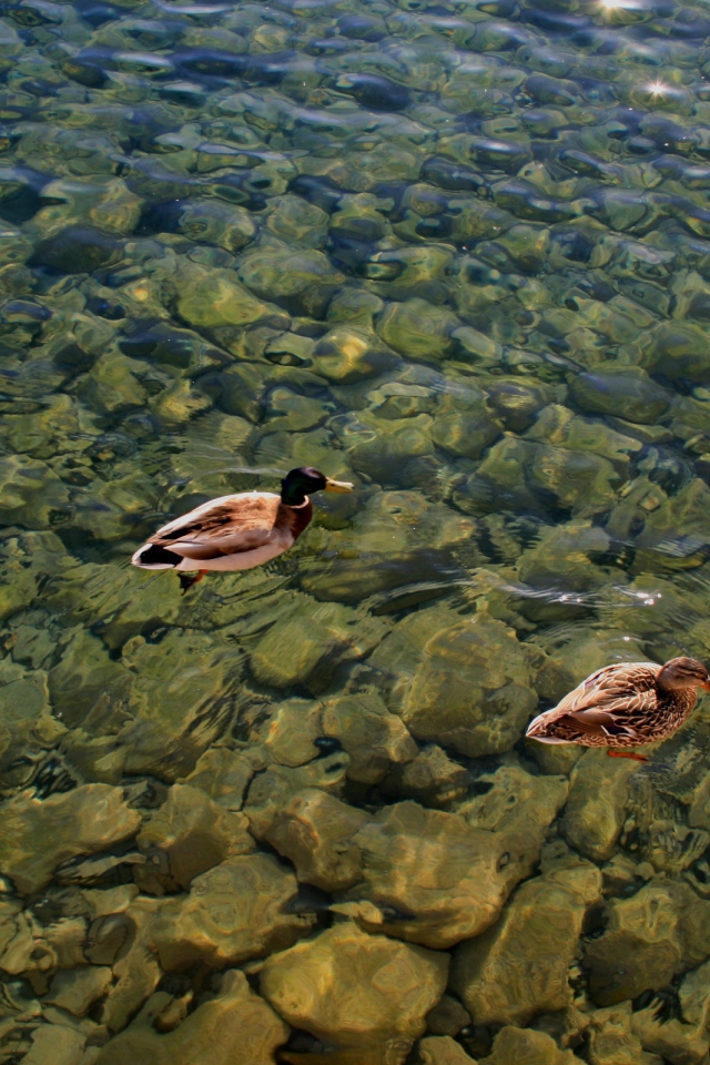 Дикие утки на воде