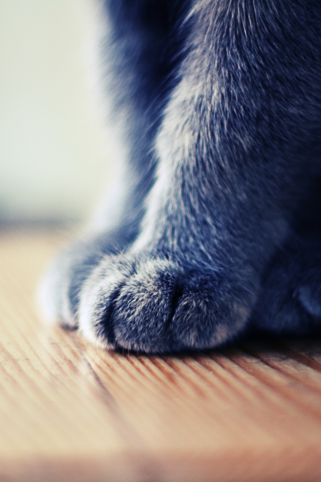 Серенькие лапки