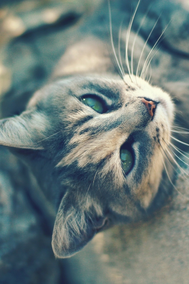 Игривый котенок на камнях