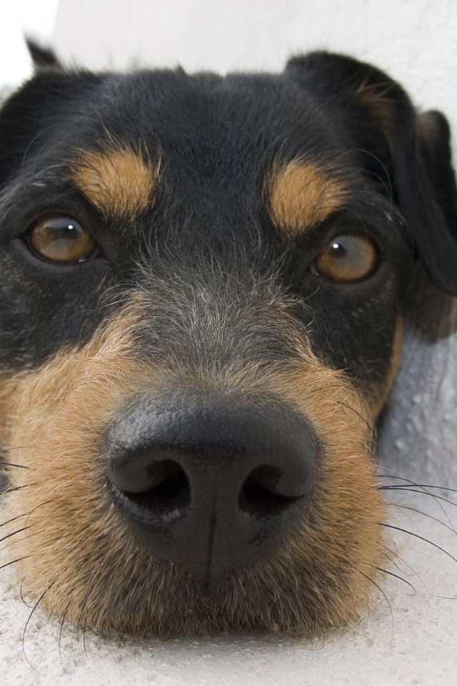 Веселая собачка