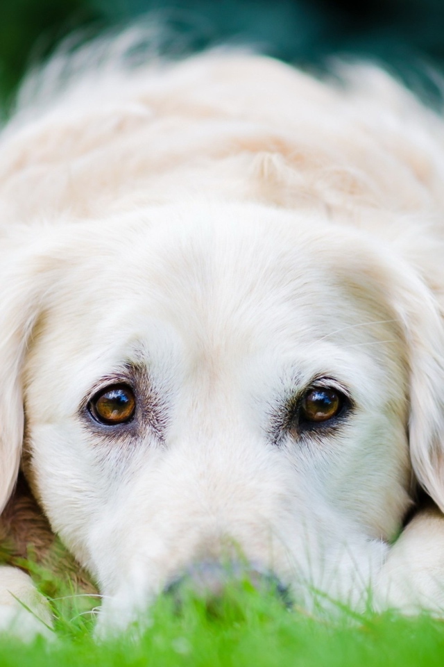 Собака на траве