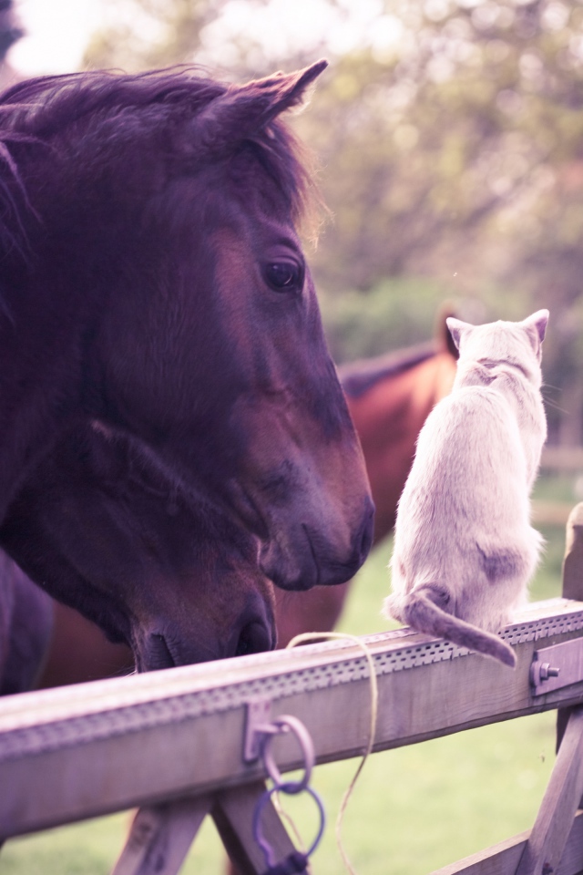 Лошадь и кошка