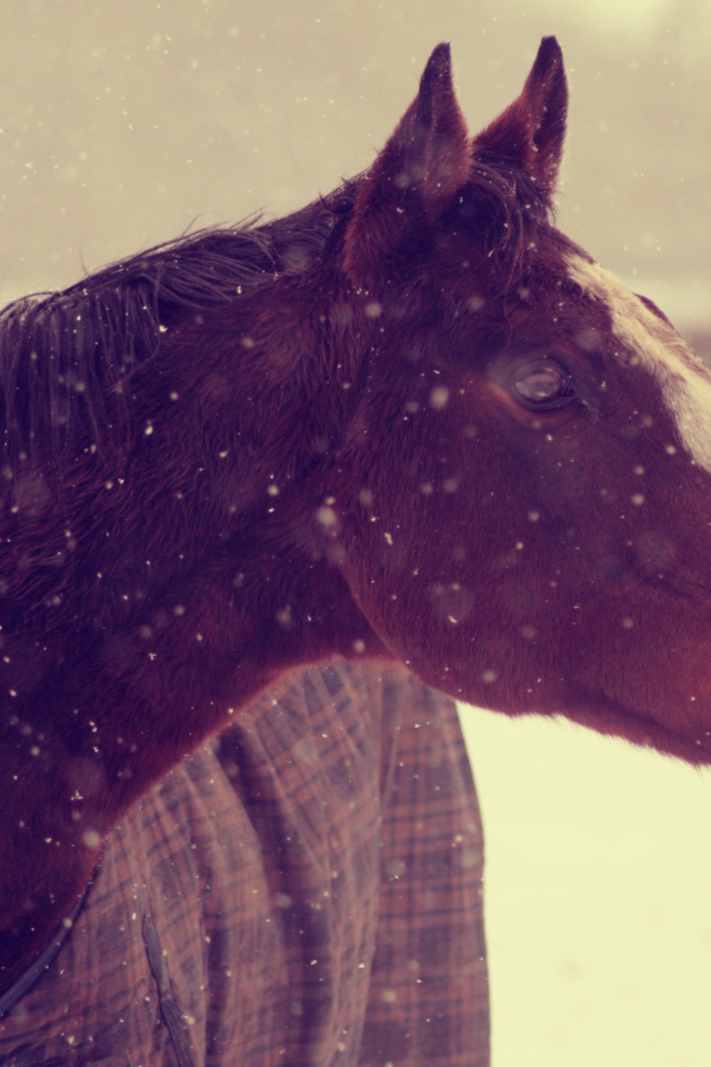 Лошадь зимой