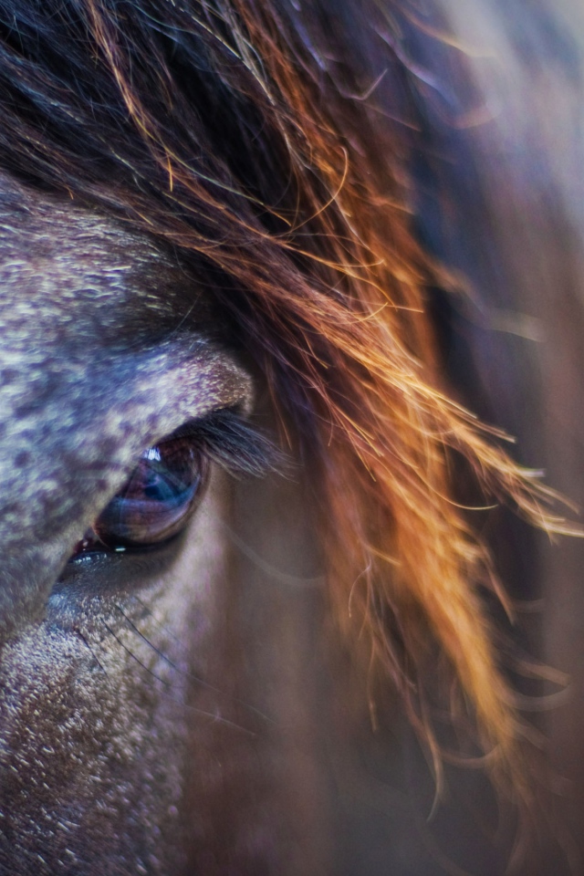Лошадиный взгляд
