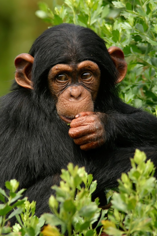 Шимпанзе в лесу